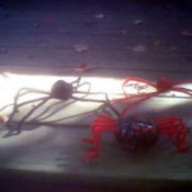 Creepy Spiders