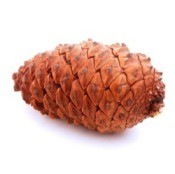 Making Pinecone Fire Starters