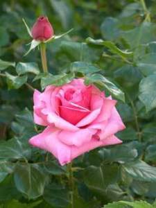 Raising Roses
