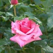 Raising Roses