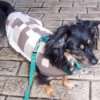 Dog Coat for Cold Weather