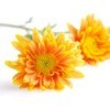 Orange Chrysanthemums
