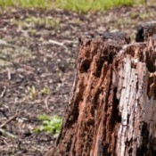Photo of a tree stump.