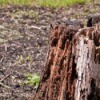 Photo of a tree stump.