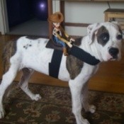 A dog dressed as a horse for Halloween