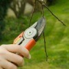 Pruning A Tree
