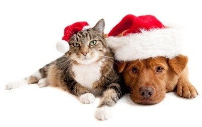 Dog and Cat in Santa Hats