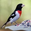 A bird on a bird feeder