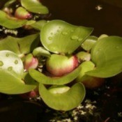 Indoor Water Gardens