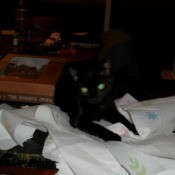 Bindi, a black cat tearing up paper towels.