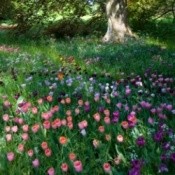 Naturalized Bulbs