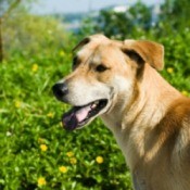 Dog Repellants