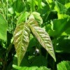 A photo of poison ivy.