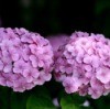 Photo of a purple Hydrangea.