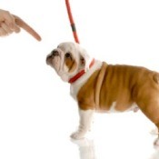 Leash Training a Puppy