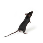 A photo of mouse.