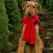 A dog sitting near pine trees.