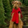 A dog sitting near pine trees.