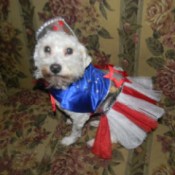 Angel in patriotic dress.