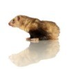 Pet Ferret