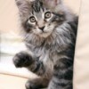 A cat sitting on a couch.