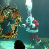 diving santa