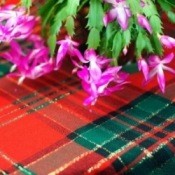 Christmas Cactus