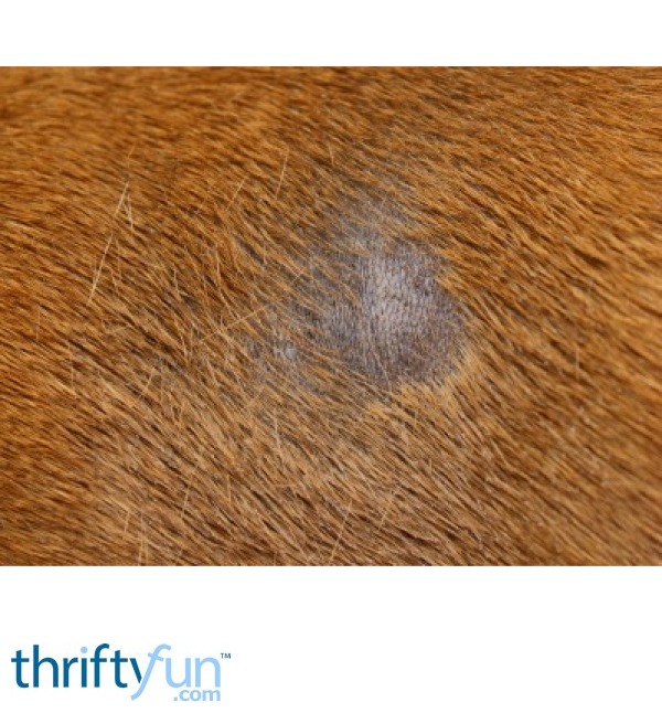 Treating a Dog's Yeast Infection