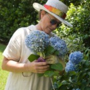 Drying Hydrangeas