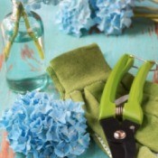 Hydrangeas Cuttings