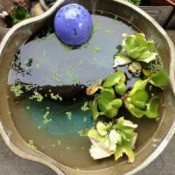 container water garden