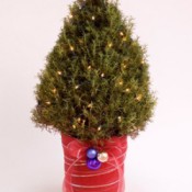 A rosemary tree decorated for Christmas
