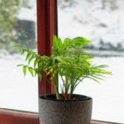 Winter care for houseplants