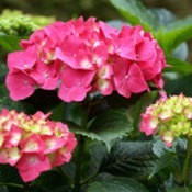 Pruning Hydrangeas