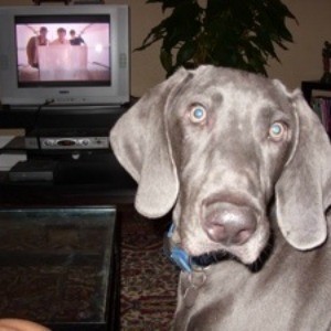Pooter (Weimaraner)