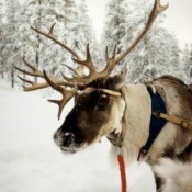 A reindeer in the snow