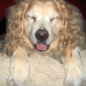 Abby (Golden Retriever)