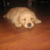 Cuddles (Golden Retriever)
