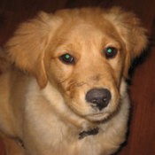 Bailey Belle (Golden Retriever)