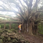 Man standing next to very large Banyan tree.