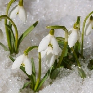 Snowdrops peeking up through the snow.