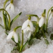 Snowdrops peeking up through the snow.