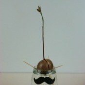 sprouting an avocado pit