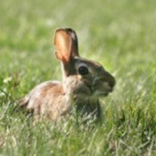 A rabbit sitting in grass.