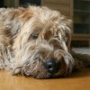 A dog laying on a hardwood floor.