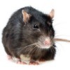 Getting Rid of Rats