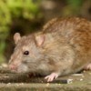 A brown rat outside.