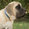 A large dog sitting.