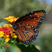 Butterfly on lantana flower.