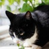 A cat eating catnip.